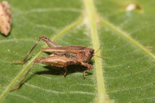 Réf. 328 386 : Tetrix undulata